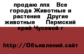 продаю лпх - Все города Животные и растения » Другие животные   . Пермский край,Чусовой г.